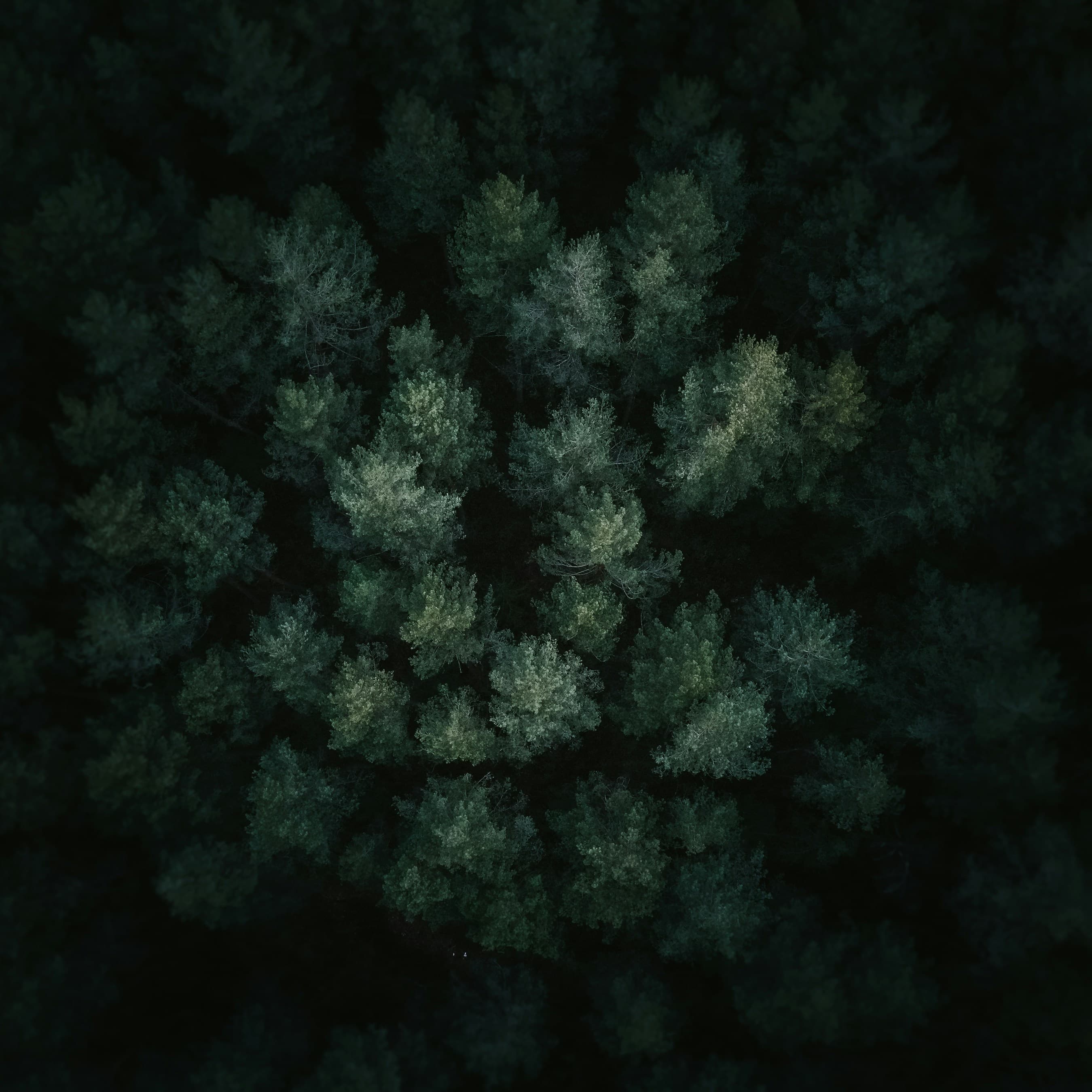 Aerial view of a dark forest