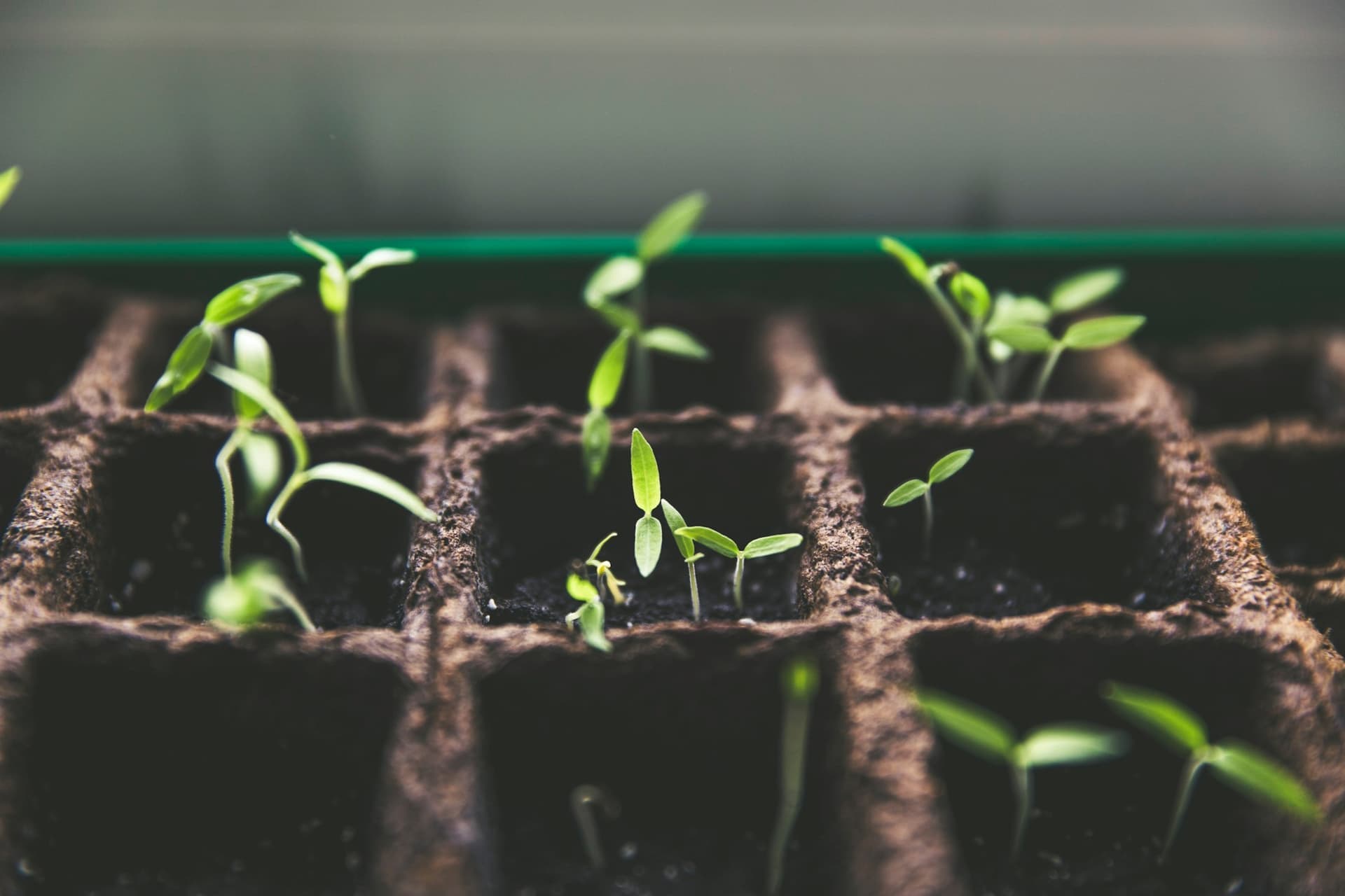 Overhead view of hands holding a small plant with soil, with a forest floor background.